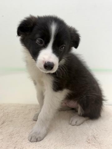 ボーダーコリー