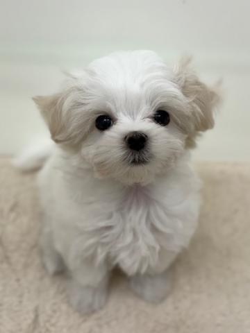 新潟県のマルチーズ (ペットアミ 新潟西店/2025年9月12日生まれ/女の子/ホワイト)の子犬の1枚目の画像