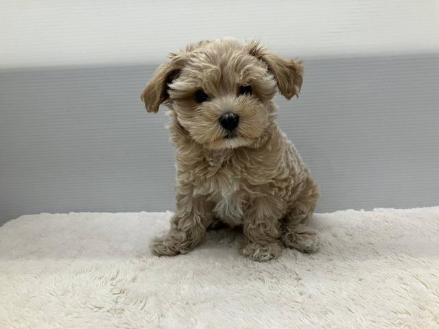 新潟県のマルプー(マルチーズ×プードル) (ペットアミ 新潟西店/2025年8月22日生まれ/男の子/アプリコット)の子犬の1枚目の画像