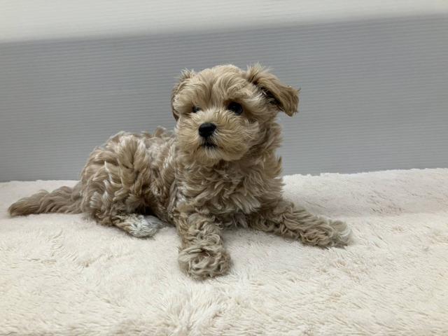 新潟県のマルプー(マルチーズ×プードル) (ペットアミ 新潟西店/2025年8月22日生まれ/男の子/アプリコット)の子犬の3枚目の画像