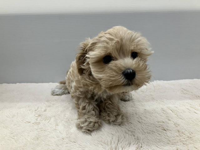 新潟県のマルプー(マルチーズ×プードル) (ペットアミ 新潟西店/2025年8月22日生まれ/男の子/アプリコット)の子犬の4枚目の画像