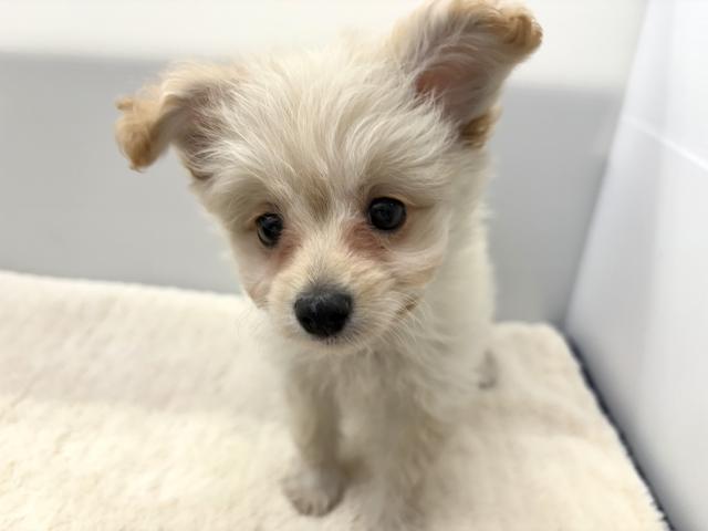 新潟県のポメプー(ポメラニアン×プードル) (ペットアミ 新潟西店/2025年8月23日生まれ/男の子/その他色)の子犬の2枚目の画像