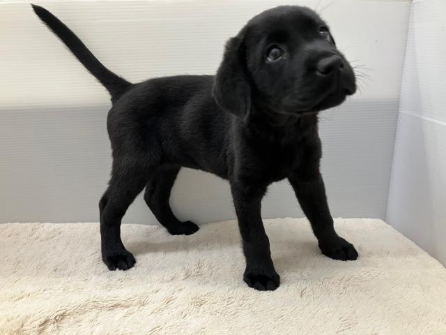 新潟県のラブラドールレトリーバー (ペットアミ 新潟西店/2025年7月19日生まれ/女の子/ブラック)の子犬の4枚目の画像