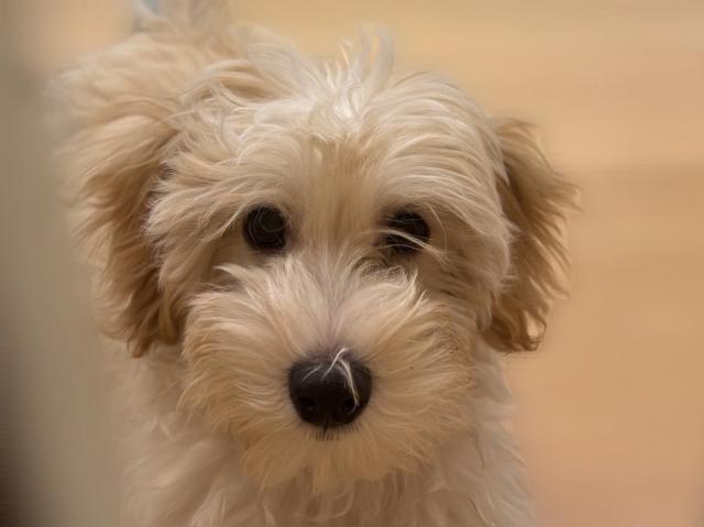 群馬県のマルプー(マルチーズ×プードル) (ペットアミ 前橋店/2025年4月20日生まれ/男の子/アプリコット)の子犬の1枚目の画像