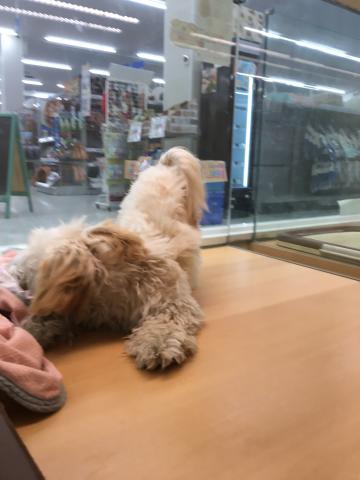 群馬県のマルプー(マルチーズ×プードル) (ペットアミ 前橋店/2025年4月20日生まれ/男の子/アプリコット)の子犬の3枚目の画像