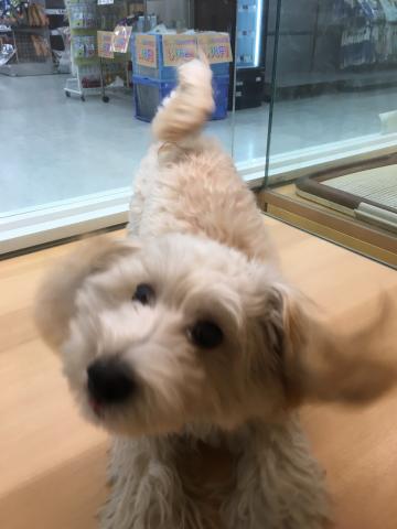 群馬県のマルプー(マルチーズ×プードル) (ペットアミ 前橋店/2025年4月20日生まれ/男の子/アプリコット)の子犬の4枚目の画像