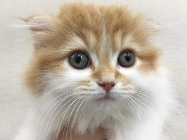 スコティッシュフォールド子猫