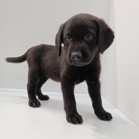 ラブラドールレトリーバー子犬