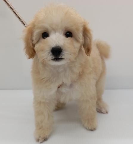 長野県のビションプー(ビションフリーゼ×プードル) (ペットアミ 中野店/2025年8月17日生まれ/女の子/クリーム)の子犬