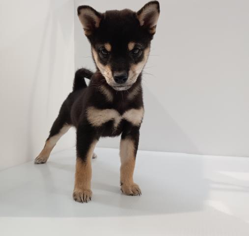 長野県の柴犬(標準サイズ) (ペットアミ 中野店/2025年8月2日生まれ/男の子/黒)の子犬