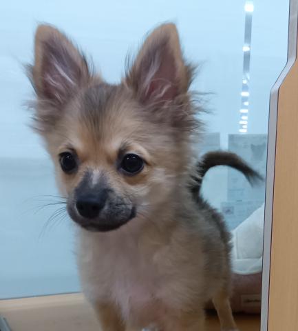 新潟県のハーフ犬・ミックス犬 (ペットアミ 六日町店/2025年6月28日生まれ/男の子/その他色)の子犬の1枚目の画像