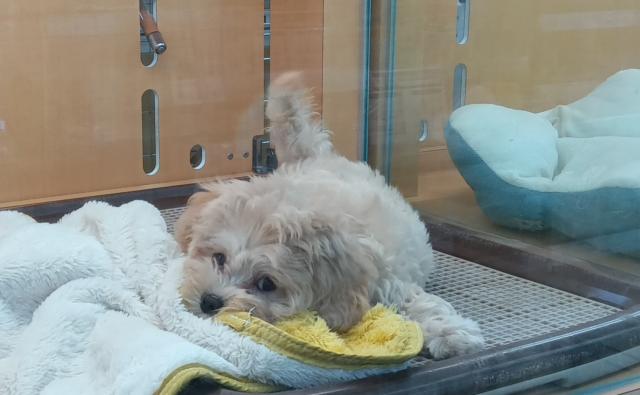 新潟県のマルプー(マルチーズ×プードル) (ペットアミ 六日町店/2025年8月25日生まれ/女の子/クリームホワイト)の子犬の3枚目の画像