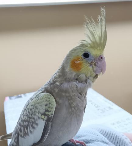 オカメインコ