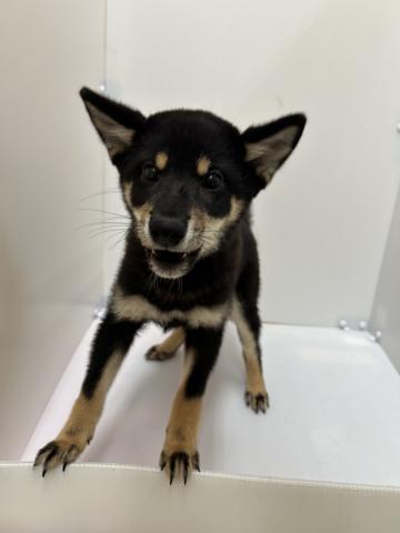 新潟県の柴犬(標準サイズ) (ペットアミ 長岡店/2025年6月11日生まれ/男の子/黒)の子犬の1枚目の画像