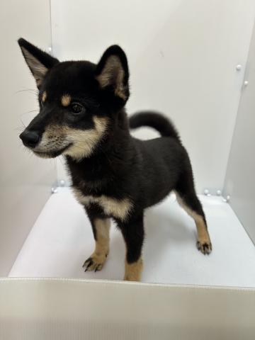 新潟県の柴犬(標準サイズ) (ペットアミ 長岡店/2025年6月11日生まれ/男の子/黒)の子犬の2枚目の画像