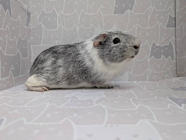 イングリッシュモルモット