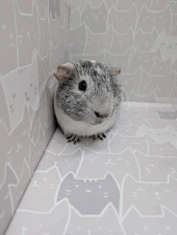 イングリッシュモルモット