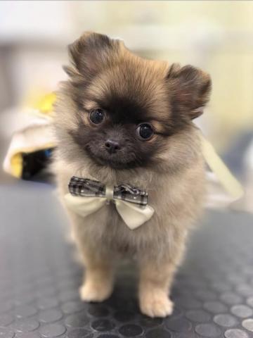 新潟県のポメチワ/チワポメ/ポメチー(ポメラニアン×チワワ) (ペットアミ 柏崎店/2025年8月21日生まれ/女の子/オレンジ)の子犬の1枚目の画像