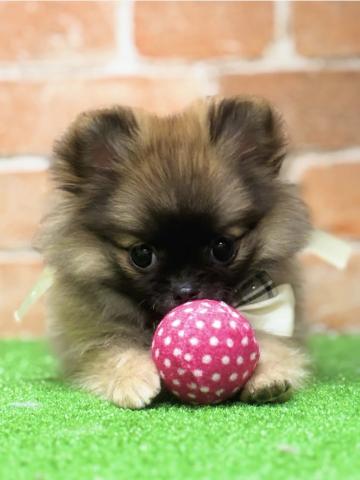 新潟県のポメチワ/チワポメ/ポメチー(ポメラニアン×チワワ) (ペットアミ 柏崎店/2025年8月21日生まれ/女の子/オレンジ)の子犬の3枚目の画像