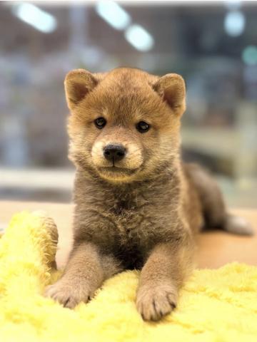 新潟県の柴犬(標準サイズ) (ペットアミ 柏崎店/2025年8月29日生まれ/男の子/レッド)の子犬の1枚目の画像