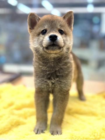 新潟県の柴犬(標準サイズ) (ペットアミ 柏崎店/2025年8月29日生まれ/男の子/レッド)の子犬の3枚目の画像