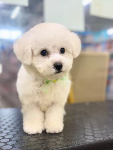 新潟県のビションフリーゼ (ペットアミ 柏崎店/2025年6月27日生まれ/男の子/ホワイト)の子犬の1枚目の画像