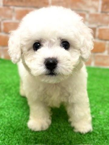 新潟県のビションフリーゼ (ペットアミ 柏崎店/2025年6月27日生まれ/男の子/ホワイト)の子犬の2枚目の画像