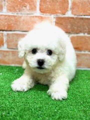 新潟県のビションフリーゼ (ペットアミ 柏崎店/2025年6月27日生まれ/男の子/ホワイト)の子犬の4枚目の画像