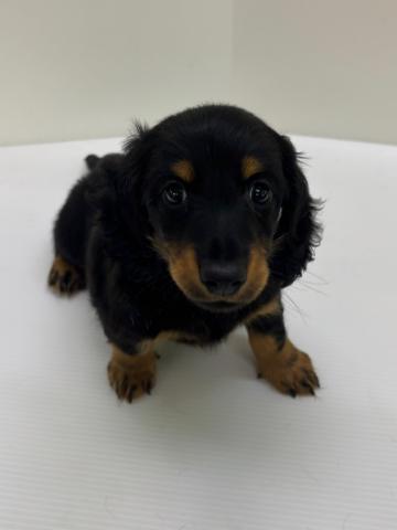 新潟県のミニチュアダックスフンド(ロング) (ペットアミ 新発田店/2025年6月14日生まれ/男の子/ブラックタン)の子犬の1枚目の画像
