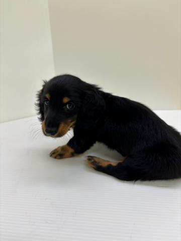 新潟県のミニチュアダックスフンド(ロング) (ペットアミ 新発田店/2025年6月14日生まれ/男の子/ブラックタン)の子犬の3枚目の画像