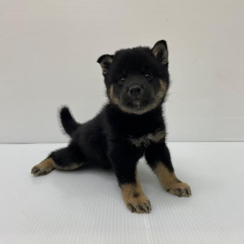 新潟県の柴犬(標準サイズ) (ペットアミ 新発田店/2025年8月8日生まれ/男の子/黒)の子犬の1枚目の画像