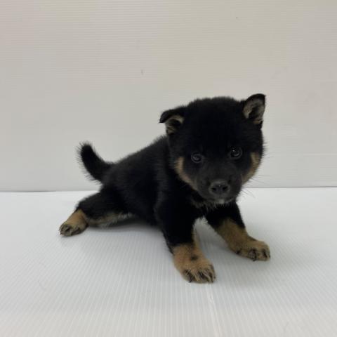 新潟県の柴犬(標準サイズ) (ペットアミ 新発田店/2025年8月8日生まれ/男の子/黒)の子犬の2枚目の画像