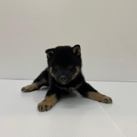 新潟県の柴犬(標準サイズ) (ペットアミ 新発田店/2025年8月8日生まれ/男の子/黒)の子犬の3枚目の画像