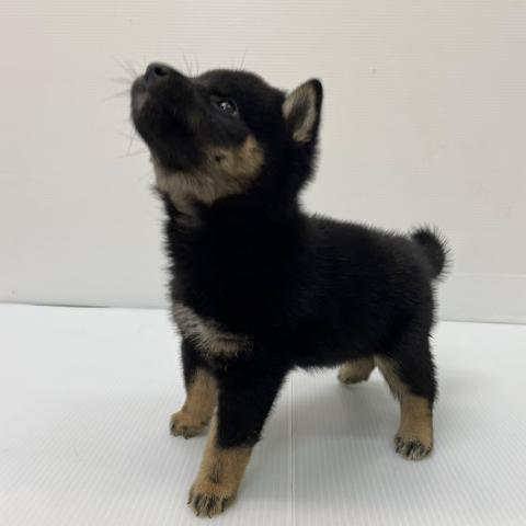 新潟県の柴犬(標準サイズ) (ペットアミ 新発田店/2025年8月8日生まれ/男の子/黒)の子犬の4枚目の画像