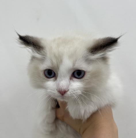 三重県のラグドール (ペットアミ 名張店/2025年6月26日生まれ/男の子/シールポイントバイカラー)の子猫