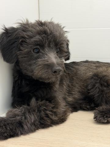 石川県のチワプー/プーチー(チワワ×プードル) (ペットアミ 津幡店/2025年4月26日生まれ/男の子/ブラック)の子犬の1枚目の画像