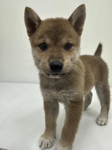 和歌山県の柴犬(標準サイズ) (ペットアミ 紀の川店/2025年8月15日生まれ/女の子/赤)の子犬