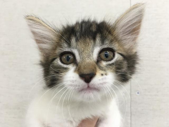 群馬県のノルウェージャンフォレストキャット (ペットアミ 前橋店/2025年6月7日生まれ/女の子/ブラウンタビーホワイト)の子猫の1枚目の画像