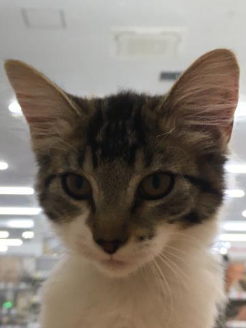 群馬県のノルウェージャンフォレストキャット (ペットアミ 前橋店/2025年6月7日生まれ/女の子/ブラウンタビーホワイト)の子猫の2枚目の画像