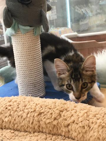 群馬県のノルウェージャンフォレストキャット (ペットアミ 前橋店/2025年6月7日生まれ/女の子/ブラウンタビーホワイト)の子猫の3枚目の画像