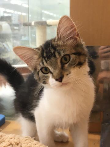 群馬県のノルウェージャンフォレストキャット (ペットアミ 前橋店/2025年6月7日生まれ/女の子/ブラウンタビーホワイト)の子猫の4枚目の画像