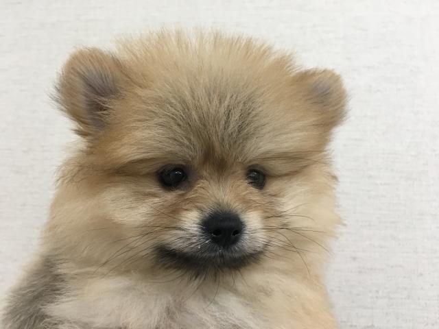 群馬県のポメラニアン (ペットアミ 前橋店/2025年7月3日生まれ/女の子/オレンジ)の子犬の1枚目の画像
