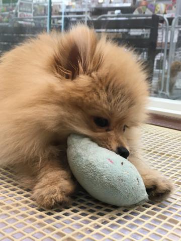 群馬県のポメラニアン (ペットアミ 前橋店/2025年7月3日生まれ/女の子/オレンジ)の子犬の3枚目の画像