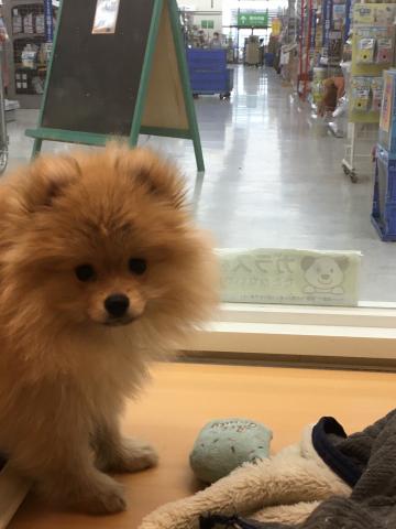 群馬県のポメラニアン (ペットアミ 前橋店/2025年7月3日生まれ/女の子/オレンジ)の子犬の4枚目の画像