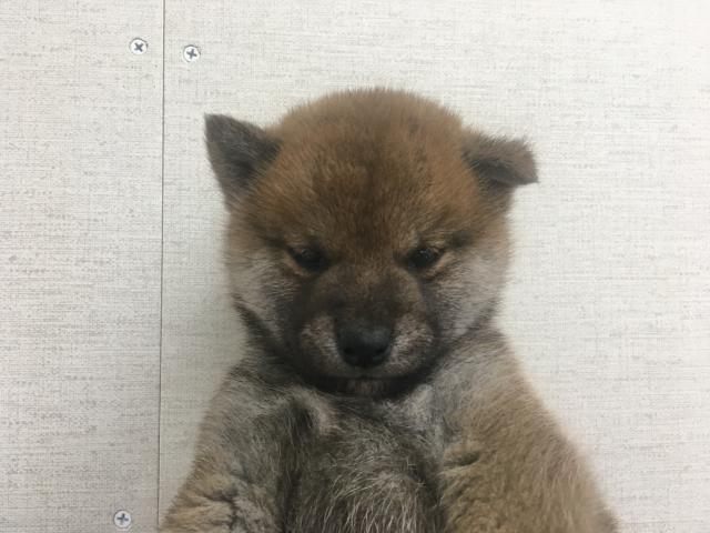 群馬県の柴犬(標準サイズ) (ペットアミ 前橋店/2025年11月3日生まれ/男の子/赤)の子犬