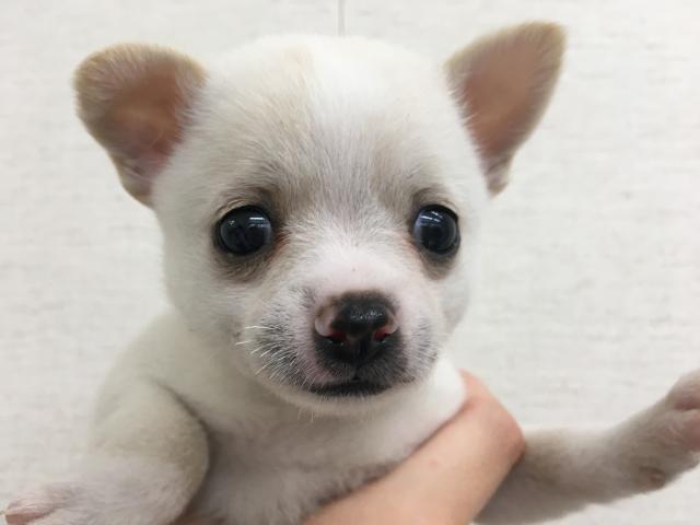 群馬県のチワワ(スムース) (ペットアミ 前橋店/2025年8月1日生まれ/女の子/ホワイト)の子犬
