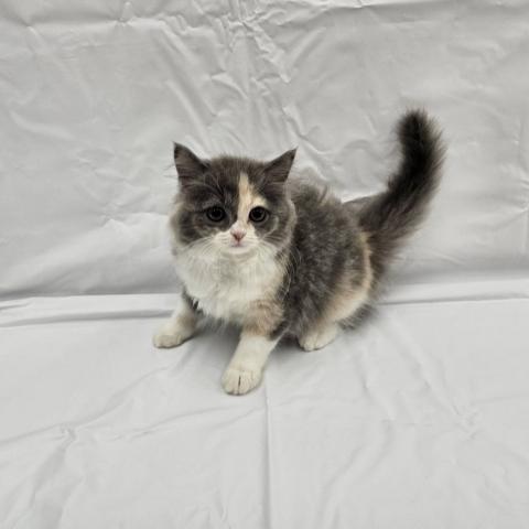 スコティッシュフォールド