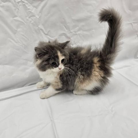 スコティッシュフォールド