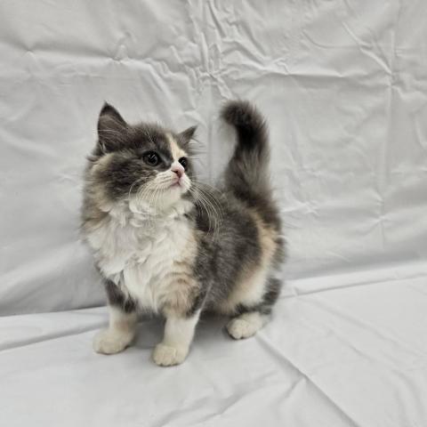 スコティッシュフォールド