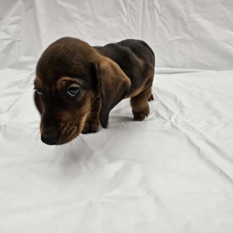 スタンダードダックスフンド